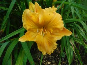 GOLDEN HIBSCUS